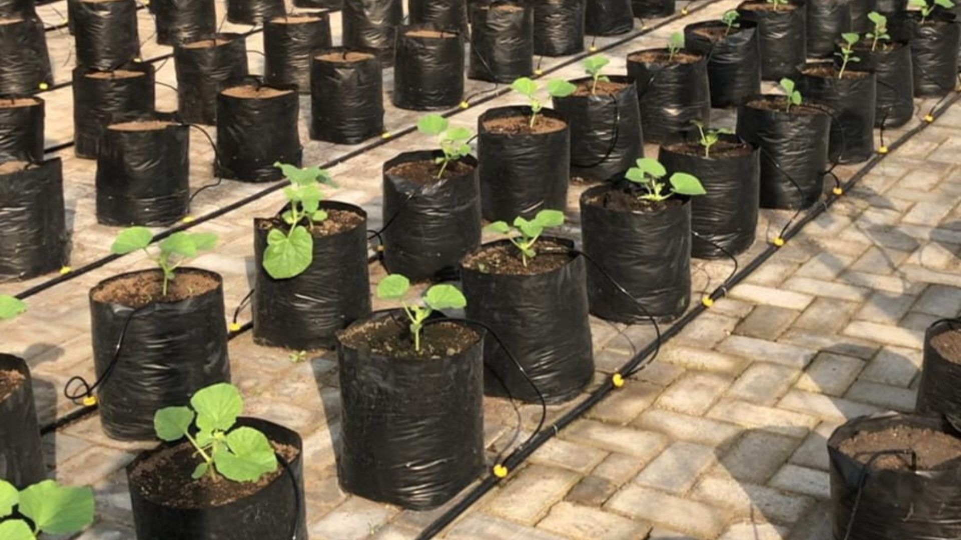 AgriTech