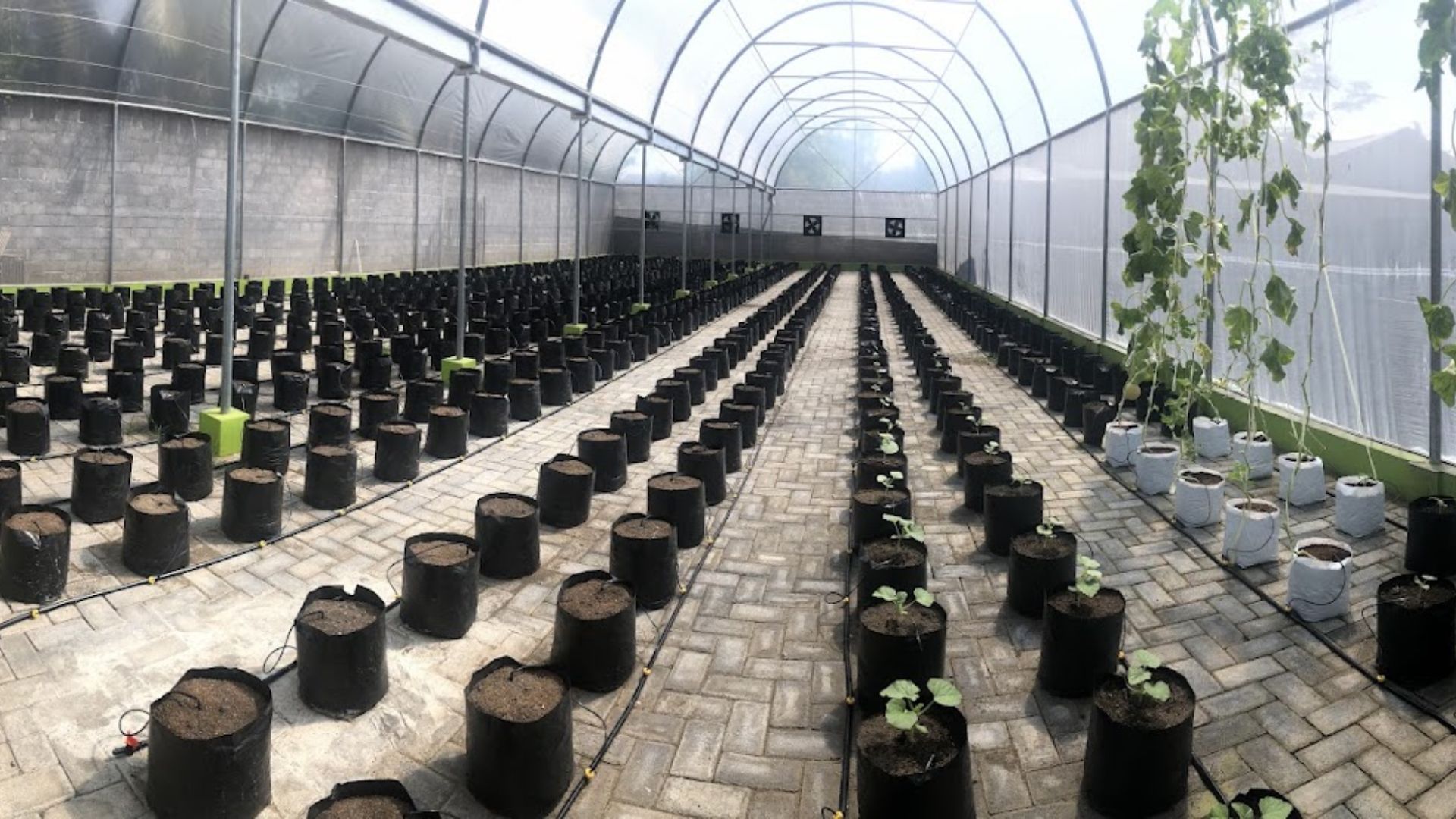 AI-Based Smart Greenhouse Monitoring System – Malang